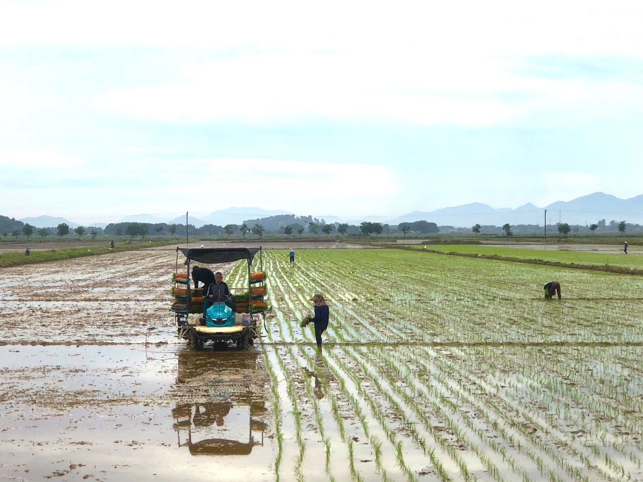 Sản xuất lúa hữu cơ vụ hè thu tại thôn Quang Đồng