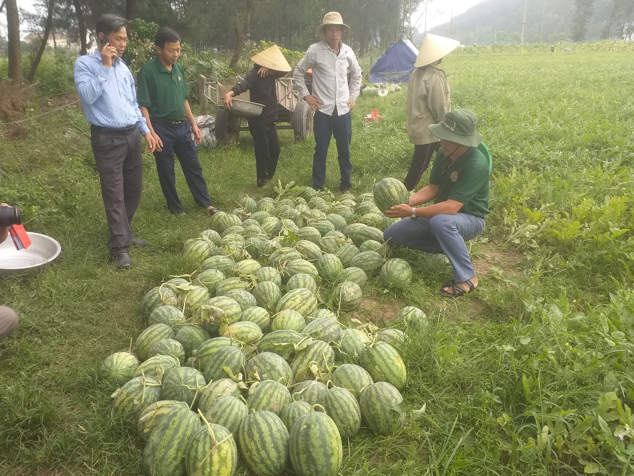 Mô hình sản xuất dưa theo hướng hữu cơ mang lại hiệu quả kinh tế cao ở Thịnh Lộc