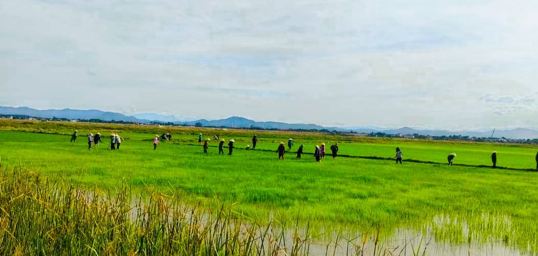 Chi hội Nông dân Trần Phú chung tay tỉa dặm lúa cho hội viên ốm đau, hoàn cảnh khó khăn