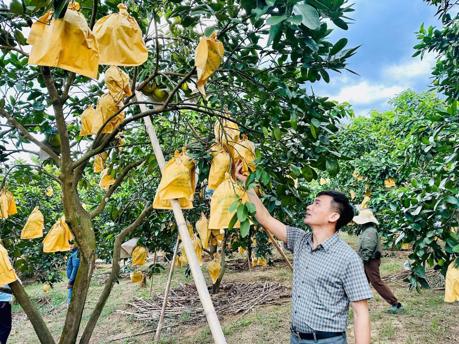 Đồng chí Phan Văn Hùng Giám đốc TT Hỗ trợ Nông dân đang đi khảo sát kiểm tra mô hình bưởi Phúc Trạch tại huyện Hương Khê