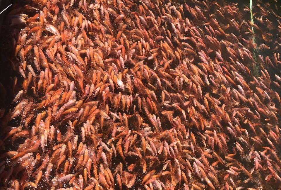 Mô hình nuôi cá diêu hồng trong lồng bè ở Kỳ Hoa
