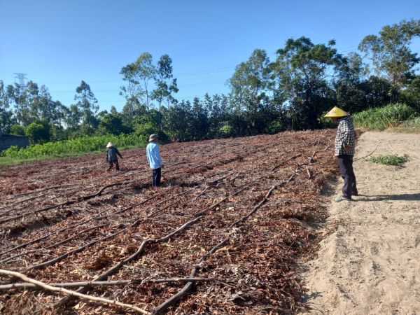 Khảo sát quy hoạch vùng trồng cây công nghiệp ngắn ngày có giá trị kinh tế cao tại phường Kỳ Phương