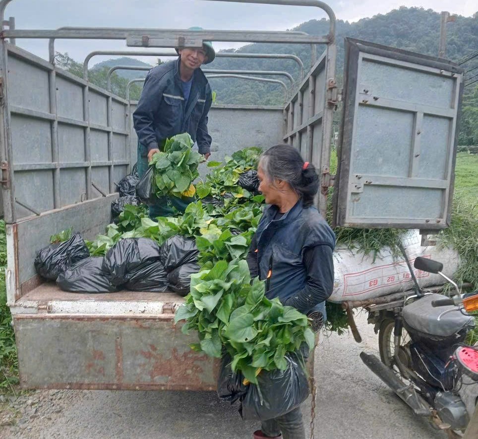 Hội Nông dân xã Sơn Kim 1 vận động hội viên trồng cây dược liệu dưới tán rừng