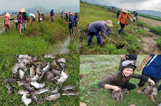 Hội Nông dân xã Xuân Viên, huyện Nghi Xuân ra quân diệt chuột