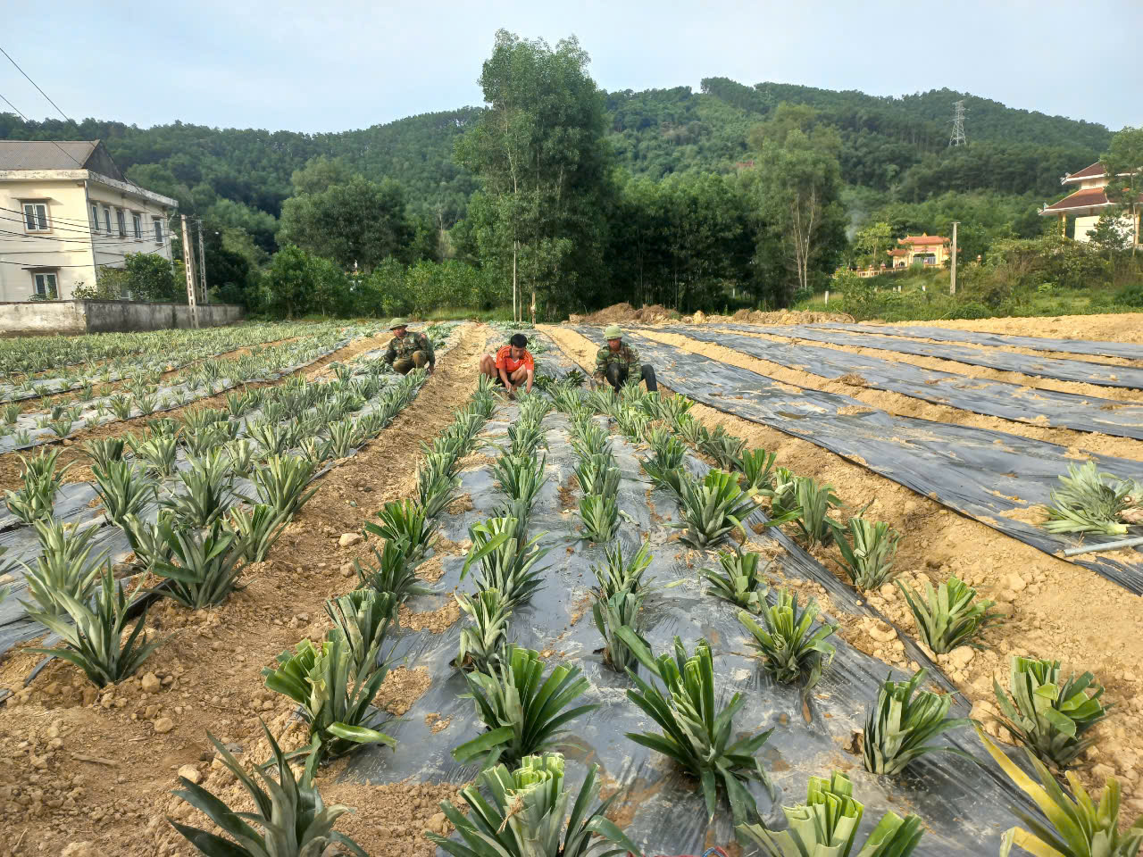 Hội Nông dân huyện Vũ Quang tuyên truyền, vận động hội viên triển khai mô hình trồng dứa theo chuỗi liên kết