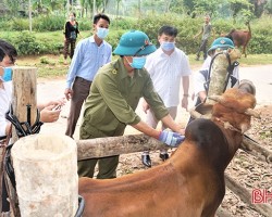 Ngày 22/3, 21 xã, thị trấn ở Hương Khê đồng loạt triển khai tiêm vắc-xin phòng bệnh viêm da nổi cục trên đàn trâu, bò