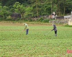 Thời tiết nắng ấm, nông dân xã Thịnh Lộc tập trung ra đồng chăm sóc, vùn xới lạc xuân.