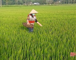 Bà con nông dân huyện Cẩm Xuyên bón thúc đạm cho lúa làm đòng thuận lợi