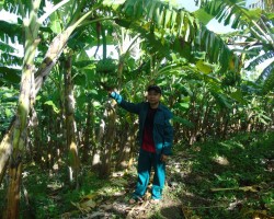 Anh Huỳnh Tấn Phú (thôn Phú Mỹ, xã An Thọ, huyện Tuy An, tỉnh Phú Yên) bên vườn chuối sứ của gia đình mình