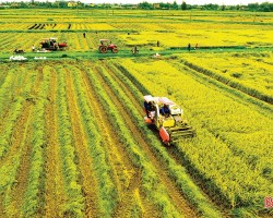 Sản xuất lúa gạo ở Hà Tĩnh không chỉ đảm bảo an ninh lương thực mà còn tiến sâu vào nền sản xuất hàng hóa.