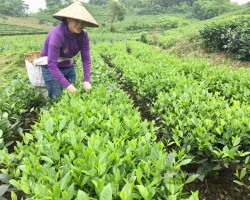 Nhiều nông dân trồng chè ở Thái Nguyên cũng chật vật khi giá phân bón tăng cao. Ảnh: Thu Hà