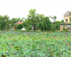 Hội Nông dân phường Thạch Linh, thành phố Hà Tĩnh tích cực tham gia phát triển nông nghiệp đô thị