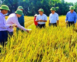 Giám đốc Sở Nông nghiệp và Phát triển nông thôn kiểm tra tiến độ thu hoạch lúa Hè thu tại xã Tân Lâm Hương