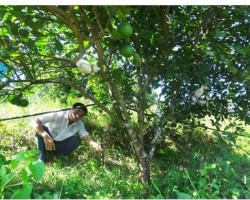 Anh Thái Vinh Quang thôn Kim Tân xã Kim Hoa kiểm tra béc phun nước, cảm biến báo chỉ số dinh dưỡng và PH trong đất