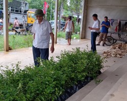 Đồng chí Trần Trung Thành – Phó Chủ tịch Thường trực Hội Nông dân tỉnh tại buổi bàn giao cây giống