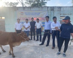 Trung ương Hội Nông dân Việt Nam phối hợp với Hội Nông dân tỉnh Hà Tĩnh bàn giao 25 con bò giống sinh sản cho các hộ