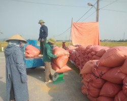 Hội Nông dân xã Xuân Lam hỗ trợ tiêu thụ lúa cho hội viên nông dân