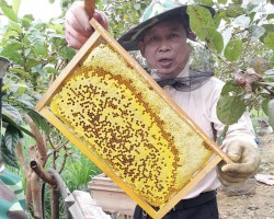 Nuôi ong, hướng phát triển kinh tế mới của hội viên Hội Nông dân xã Sơn Kim 2