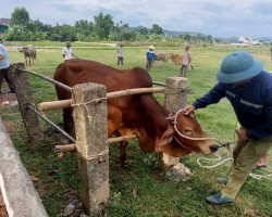 Hội Nông dân xã Phú Lộc phối hợp cùng Ban Chăn nuôi thú y xã tiêm phòng cho đàn gia súc