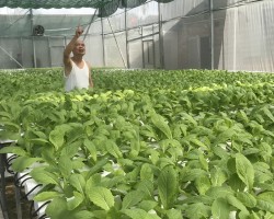 Mô hình trồng rau bằng phương pháp thủy canh trên địa bàn thị trấn Đức Thọ, hướng đi mới trong phát triển kinh tế vườn hộ