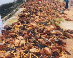 Sự cố xảy ra tại trang trại chăn nuôi gà của ông Nguyễn Huy Phố, trú tại xã Thượng Lộc, huyện Can Lộc