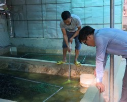 Triển vọng từ mô hình nuôi lươn không bùn ở xã Yên Hồ