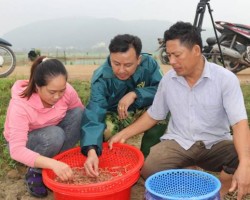Nâng cao thu nhập từ nguồn rươi của hội viên nông dân xã Xuân Hồng
