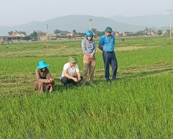 Hội Nông dân xã Thuận Lộc cùng với UBND và Trung tâm UDKHKT và BVCTVN thị xã kiểm tra tại đồng ruộng