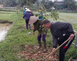 Hình ảnh: Chi hội Nông dân Thông Tự lao động trồng cây sao đen khu vực sân bóng đá thôn