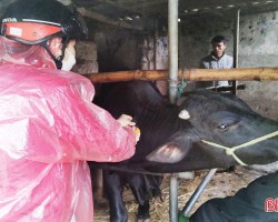 Ngay khi xuất hiện dịch bệnh viêm da nổi cục, xã Phù Lưu đã tiêm phòng đàn trâu bò.