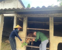 Hội Nông dân xã Cẩm Minh phát huy vai trò phối hợp tuyên truyền, rà soát tiêm vắc xin phòng bệnh gia súc, gia cầm năm 2025