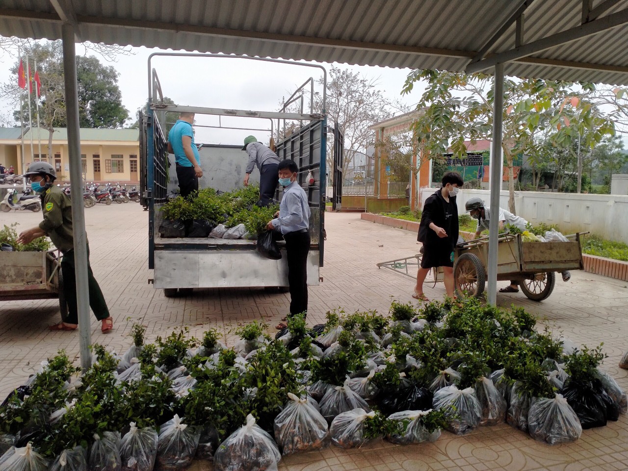 Hội Nông dân huyện Hương Khê cung ứng  cây chè Tàu hỗ trợ các địa  phương xây dựng nông thôn mới