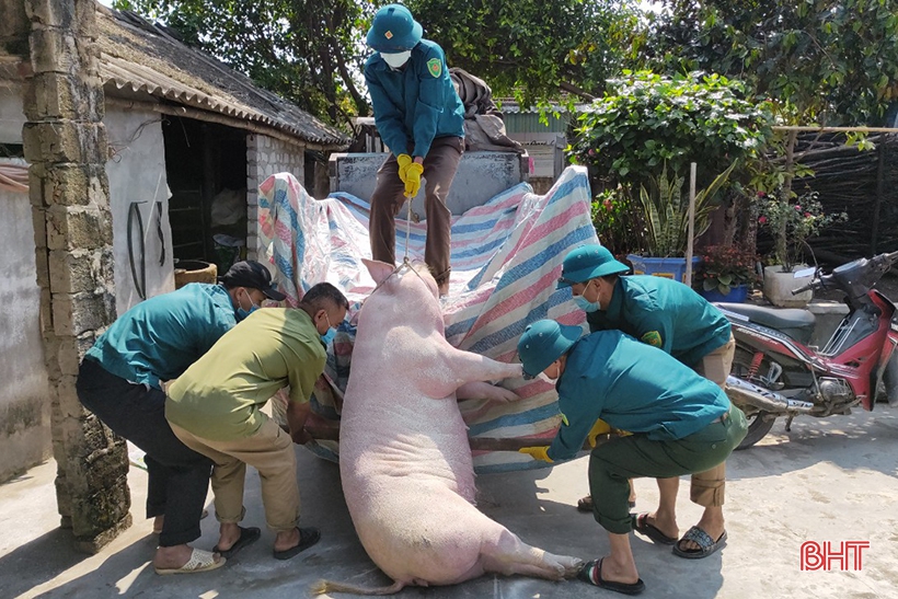 Tổng số lợn mắc bệnh, chết và phải tiêu hủy ở các địa phương này là 306 con