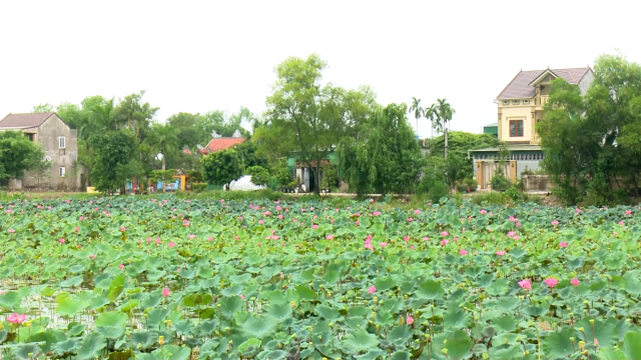 Hội Nông dân phường Thạch Linh, thành phố Hà Tĩnh tích cực tham gia phát triển nông nghiệp đô thị