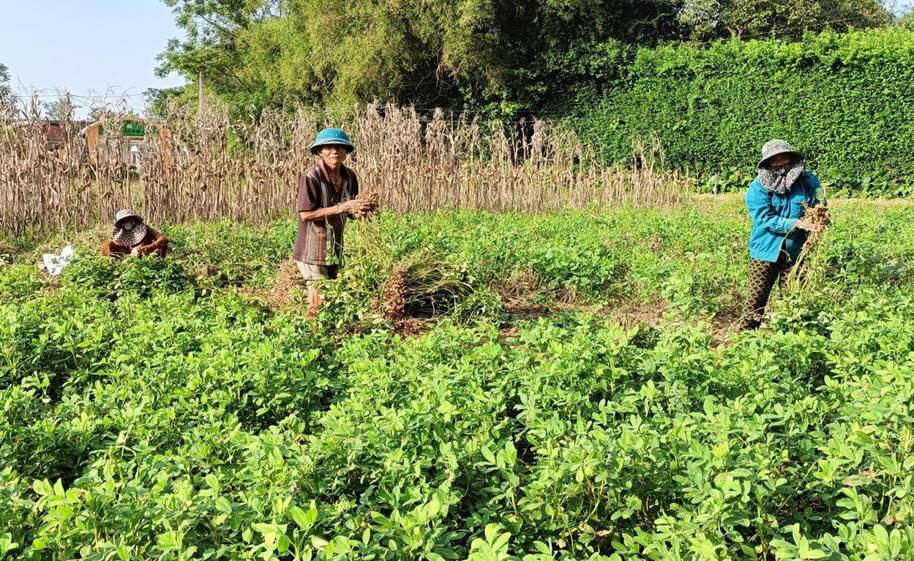 Trên cánh đồng lạc của thôn Đông Đoài, bà con nông dân đang tập trung thu hoạch