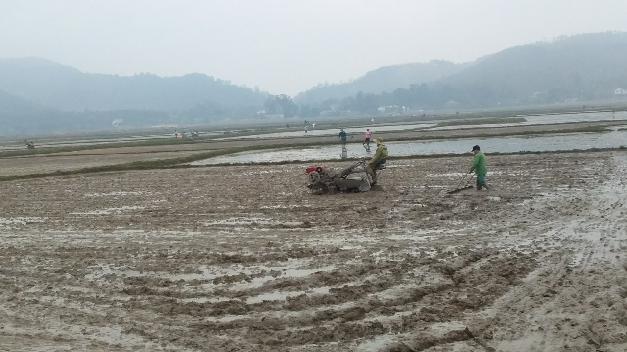 Ảnh nông dân xã Thuần Thiện, huyện Can Lộc gieo cấy lúa vụ Xuân 2023