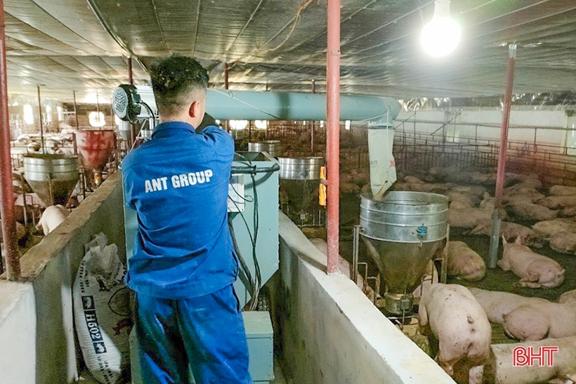Giá lợn hơi thấp từ trong tết đến nay khiến nhiều hộ chăn nuôi găp khó khăn.