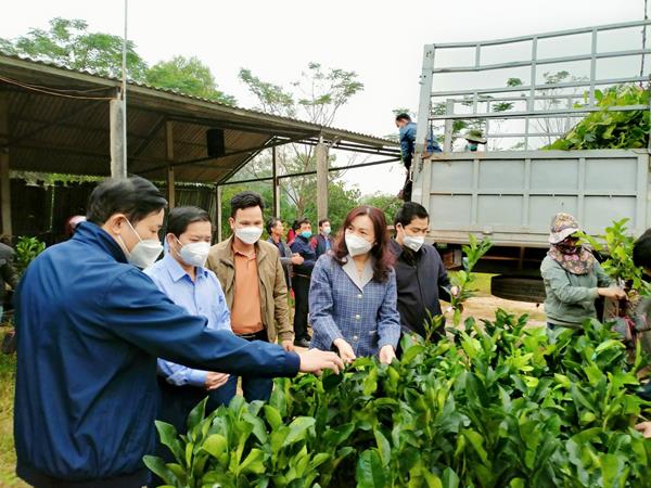 Ban quản lý Dự án SIPA Hội Nông dân tỉnh hỗ trợ và bàn giao cây giống cho 2 xã Sơn Tiến và Sơn Hồng