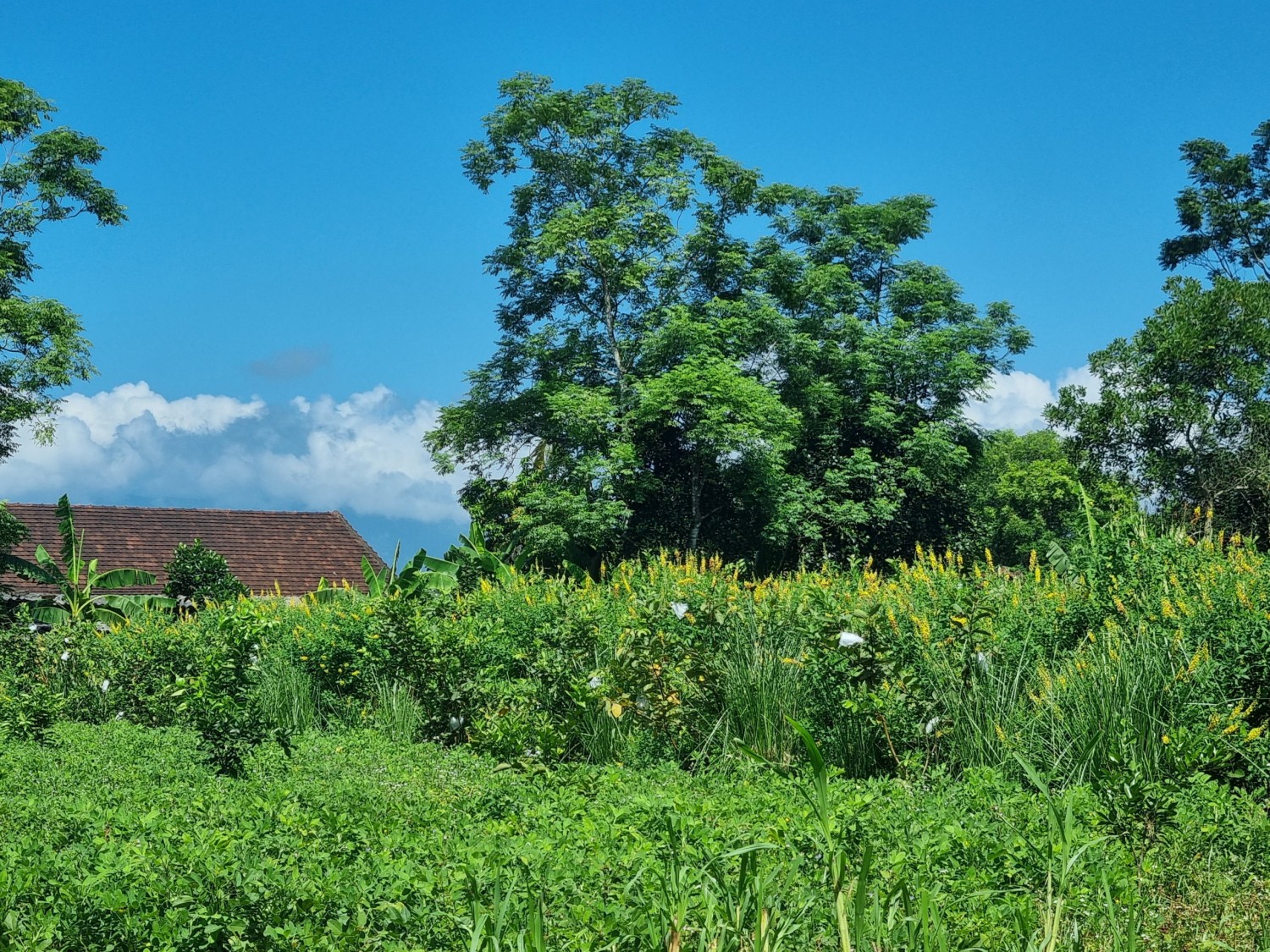Sử dụng cỏ vertiver, cây muồng che phủ cho ổi tại Phú Gia Hương Khê (Ảnh Đắc Tài)