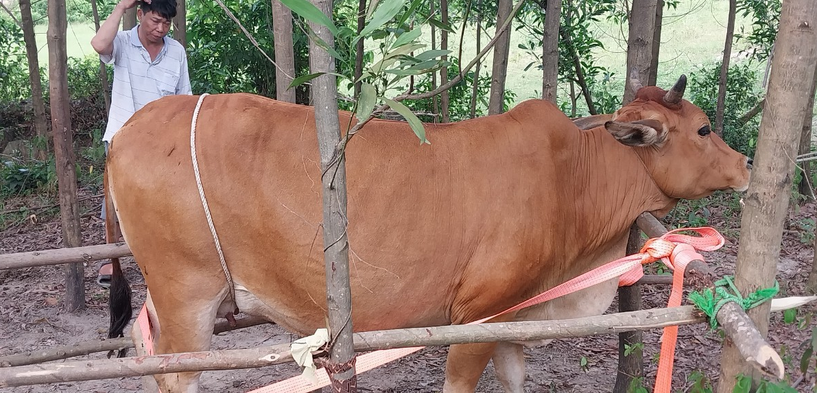 Hội Nông dân huyện Kỳ Anh tích cực phối hợp cải tạo giống bò