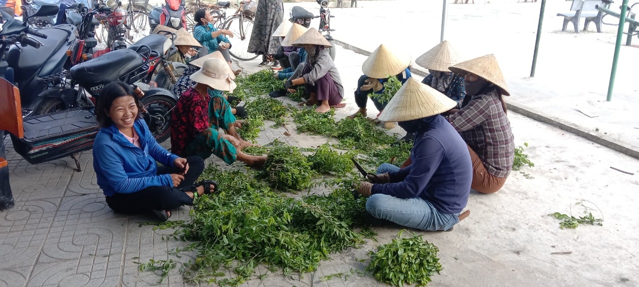 Hội Nông dân xã Vượng Lộc tổ chức ươm cây chuỗi ngọc trồng bổ sung hàng rào xanh xây dựng nông thôn mới nâng cao