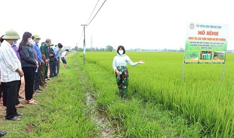 11 Hội Nông dân Hà Tĩnh triển khai mô hình canh tác lúa thân thiện với môi trường