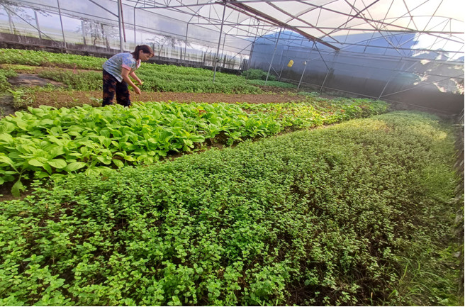 (Hình ảnh: Chị Trương Thị Lan đang thu hoạch rau các loại)