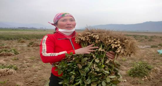 Niềm vui của nông dân xã Xuân Viên thu hoạch lạc vụ thu đông
