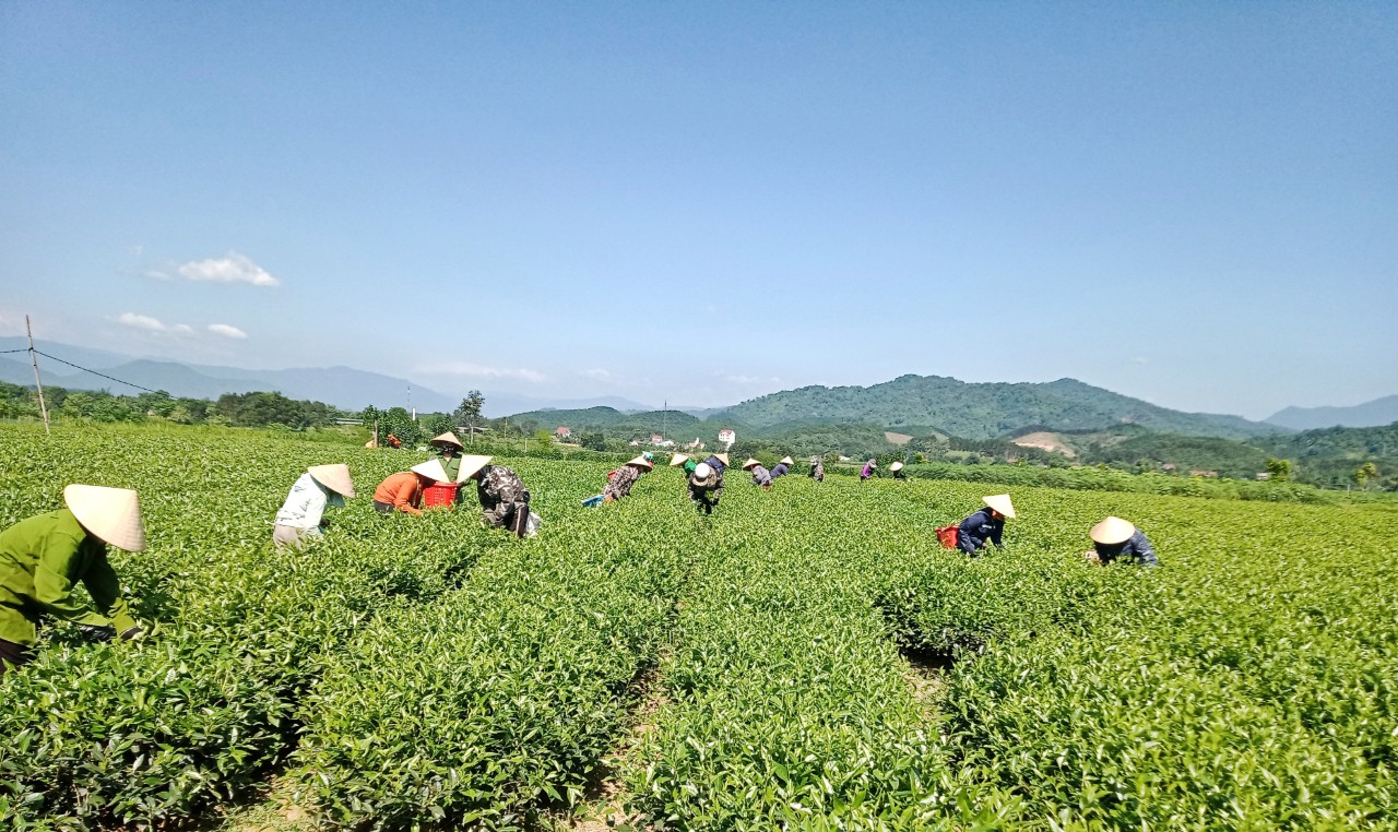 Hội viên Nông dân thôn Hoàng Nam thu hoạch chè búp