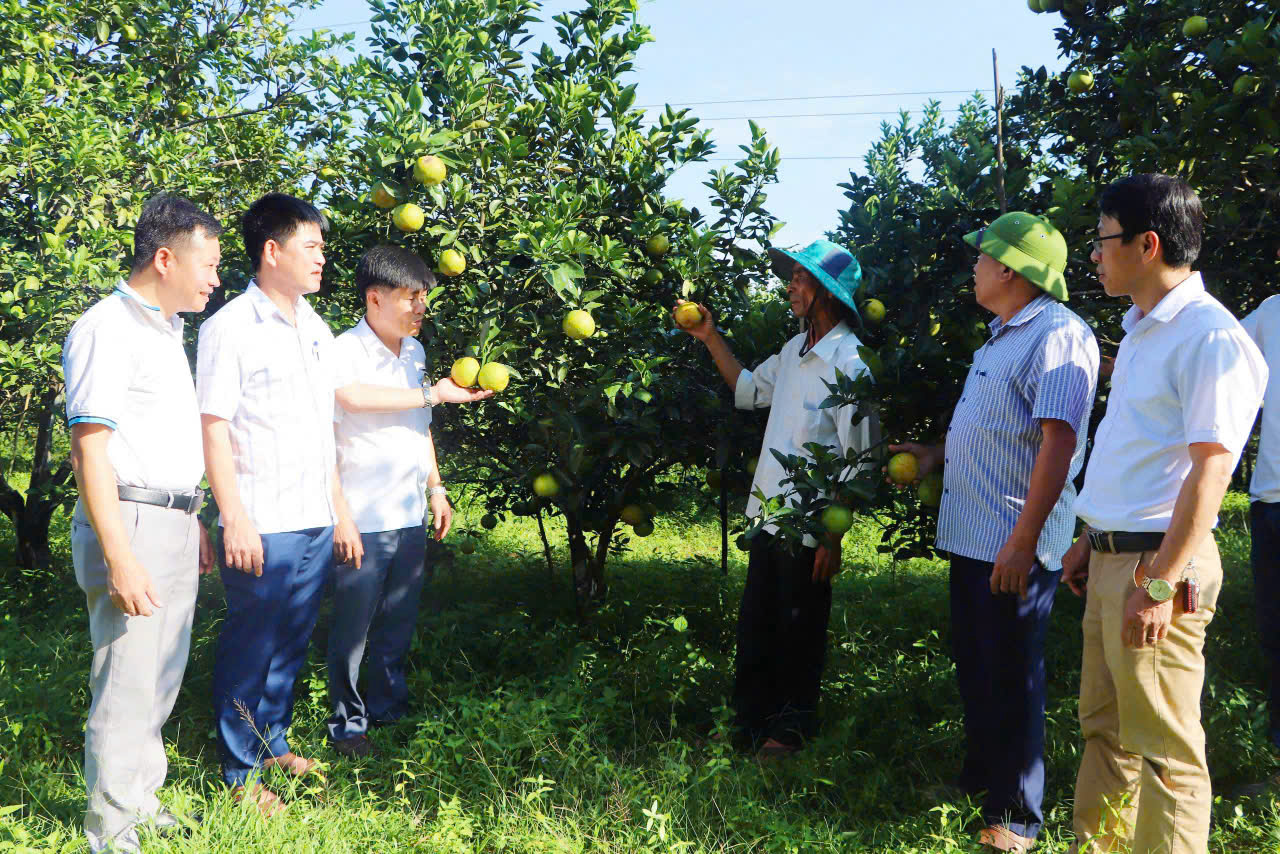 Vũ Quang tổ chức hội thảo đánh giá kết quả sử dụng phân bón lá hữu cơ PAN trên cây có múi và cây chè