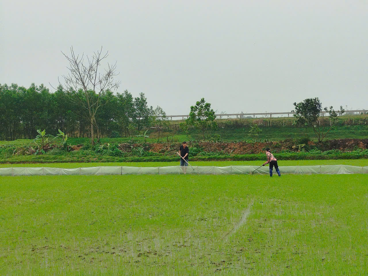 Hội viên nông dân Cẩm Duệ tỉa dặm, chăm sóc lúa vụ xuân