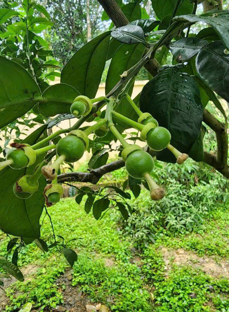 Bưởi non – những viên ngọc quý giữa nắng tháng Tư ở vùng đồi núi Hương Khê