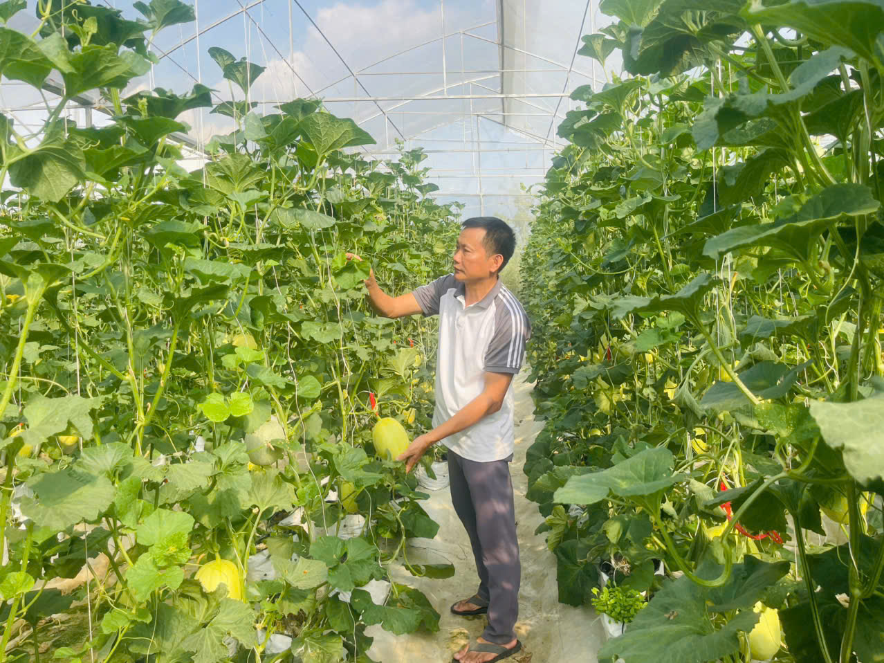 Hội Nông dân Đức Thọ đồng hành cùng hội viên phát triển mô hình dưa lưới