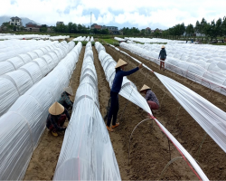 Nông dân xã Đồng Môn tập trung gieo trồng cây màu vụ Đông